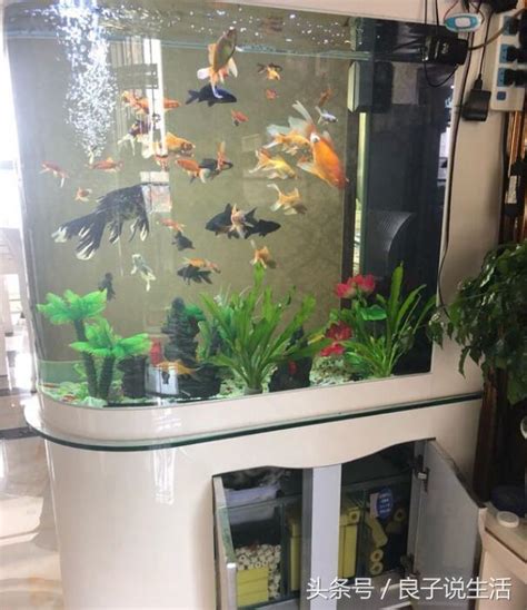 水族箱可以養什麼|2尺缸適合養什麼魚？選擇合適魚種，打造健康水族環境 